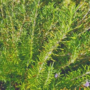 5 fresh cut decorative rosemary sprigs